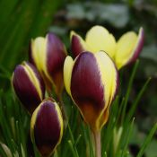 Crocus chrysanthus 'Herald'