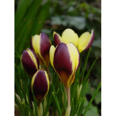 Crocus chrysanthus 'Herald'