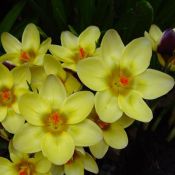 Crocus chrysanthus 'Herald'