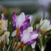 Crocus sieberi 'Hubert Edelsten'