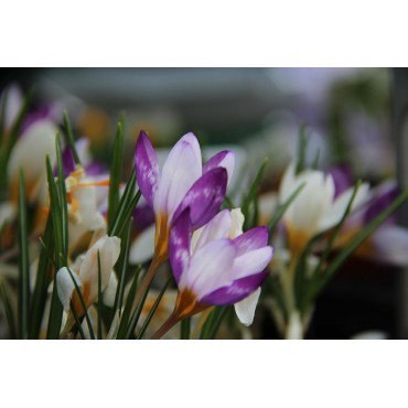 Crocus sieberi 'Hubert Edelsten'