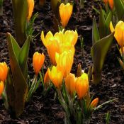 Crocus vernus 'Grote Gele'