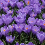 Crocus vernus 'Grand Maitre'