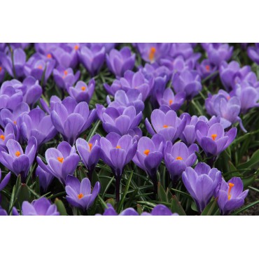 Crocus vernus 'Grand Maitre'