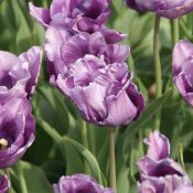 Tulipa 'Blue Parrot'