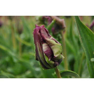 Tulipa 'Blue Parrot'