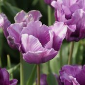 Tulipa 'Blue Parrot'