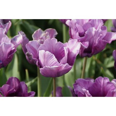 Tulipa 'Blue Parrot'