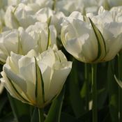 Tulipa 'Exotic Emperor'