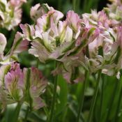 Tulipa 'Green Wave'