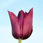 Tulipa 'Merlot'