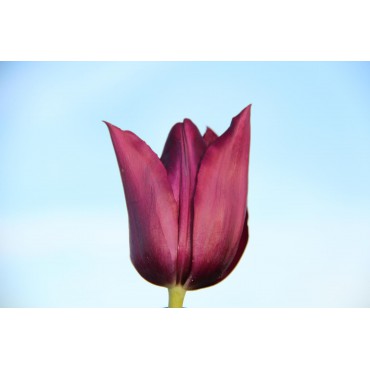 Tulipa 'Merlot'