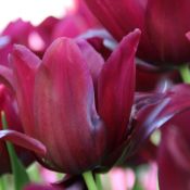 Tulipa 'Merlot'