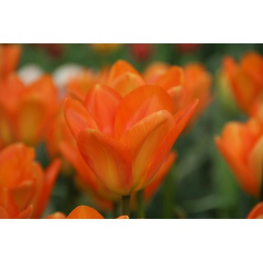 Tulipa 'Orange Emperor'