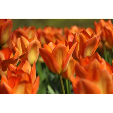 Tulipa 'Orange Emperor'