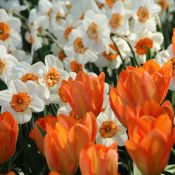 Tulipa 'Orange Emperor'