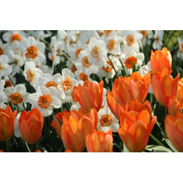 Tulipa 'Orange Emperor'