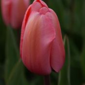 Tulipa 'Pink Impression'