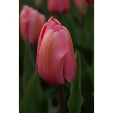 Tulipa 'Pink Impression'