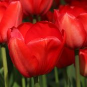 Tulipa 'Red Impression'