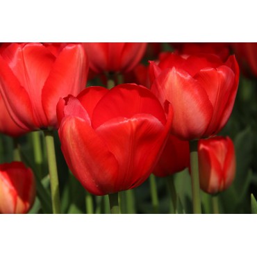 Tulipa 'Red Impression'