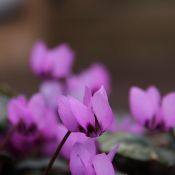 Cyclamen coum subsp. elegans