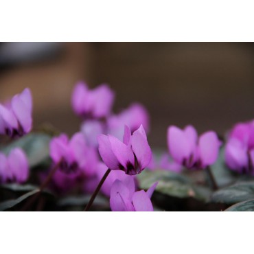 Cyclamen coum subsp. elegans