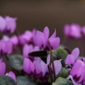 Cyclamen coum subsp. elegans