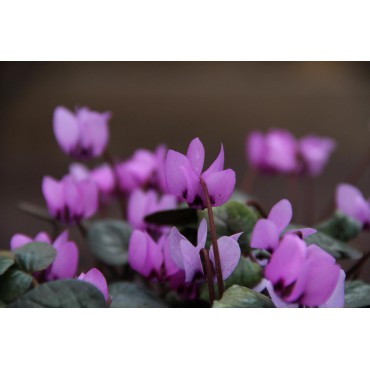 Cyclamen coum subsp. elegans