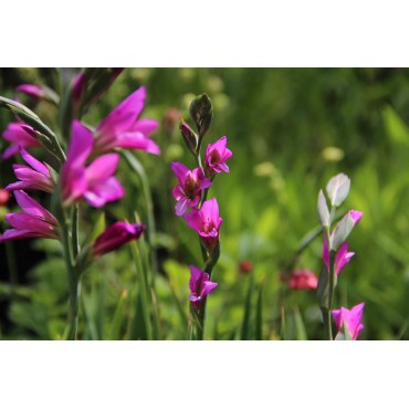 Gladiolus communis subsp. byzantinus