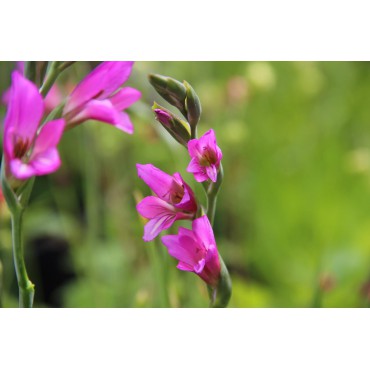 Gladiolus communis subsp. byzantinus