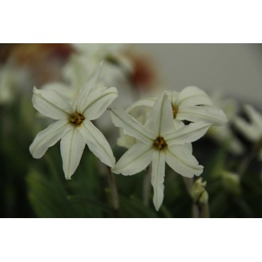 Ipheion uniflorum 'Alberto Castillo'