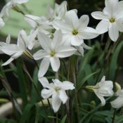 Ipheion uniflorum 'Alberto Castillo'