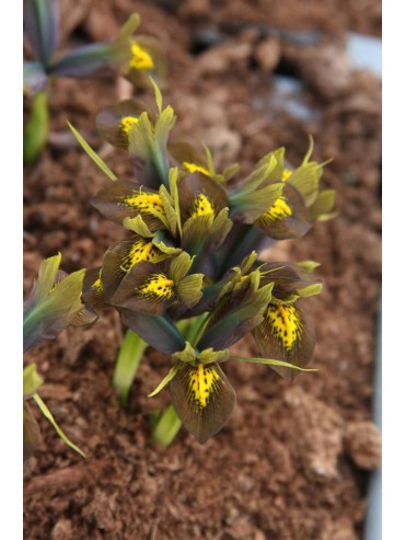 Iris sophenensis x danfordiae 'Down to Earth'