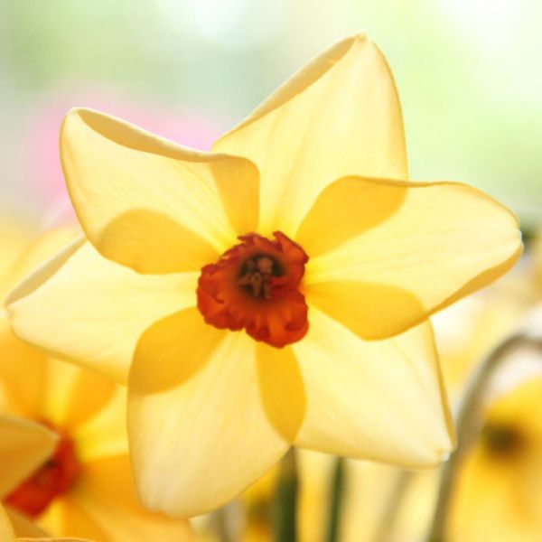 Narcissus 'Dear Lotte'