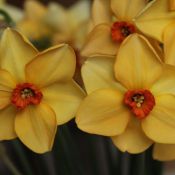 Narcissus 'Dear Lotte'