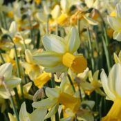 Narcissus 'Mother Duck'