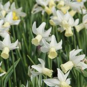 Narcissus 'Jenny'