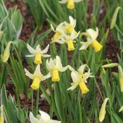 Narcissus 'Jenny'