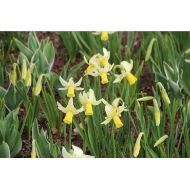 Narcissus 'Jenny'