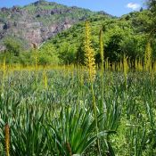 Eremurus fuscus