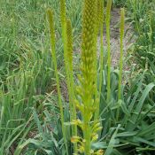 Eremurus fuscus