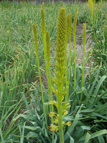 Eremurus fuscus