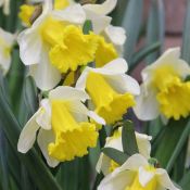 Narcissus 'Glory of Sassenheim'