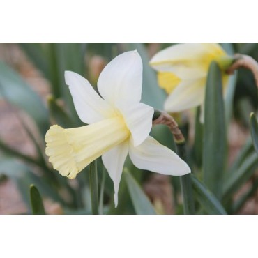 Narcissus 'Beersheba'