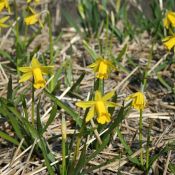 Narcissus 'The Little Gentleman'