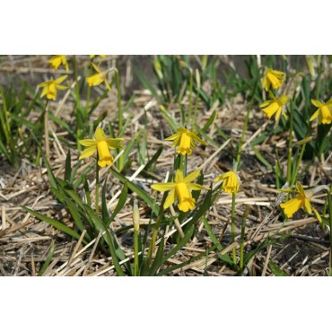 Narcissus 'The Little Gentleman'