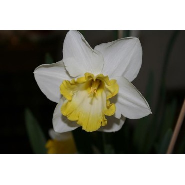 Narcissus 'Sweet Harmony'