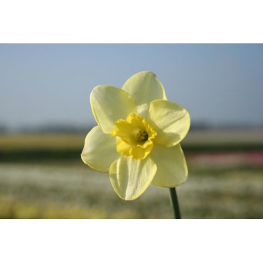 Narcissus 'Young Oliver'