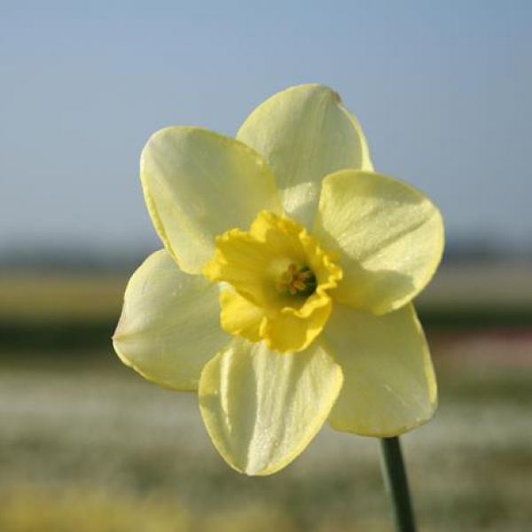Narcissus 'Young Oliver'